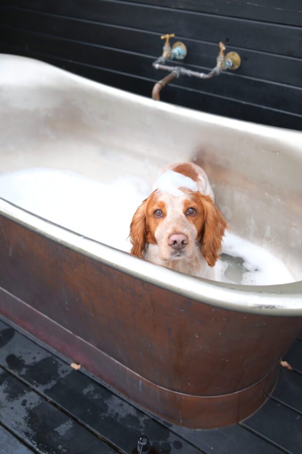 DSCF0227 (1) DSCF0227 (1)